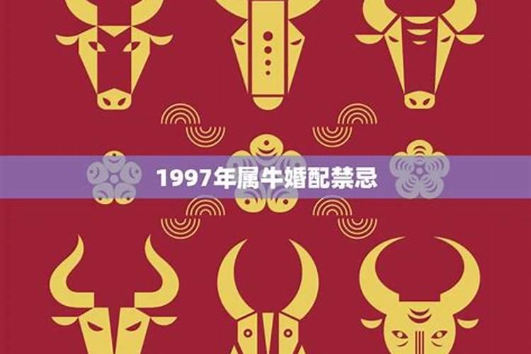 97年属牛的幸运数字是多少