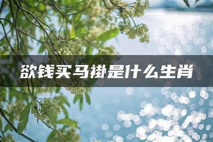 青山绿水是什么生肖