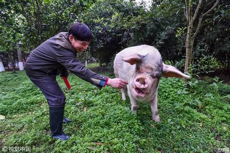 蛇与猪在一起合不合适