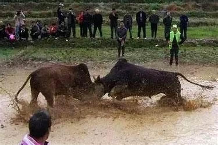 射手座做什么工作好男生喜欢