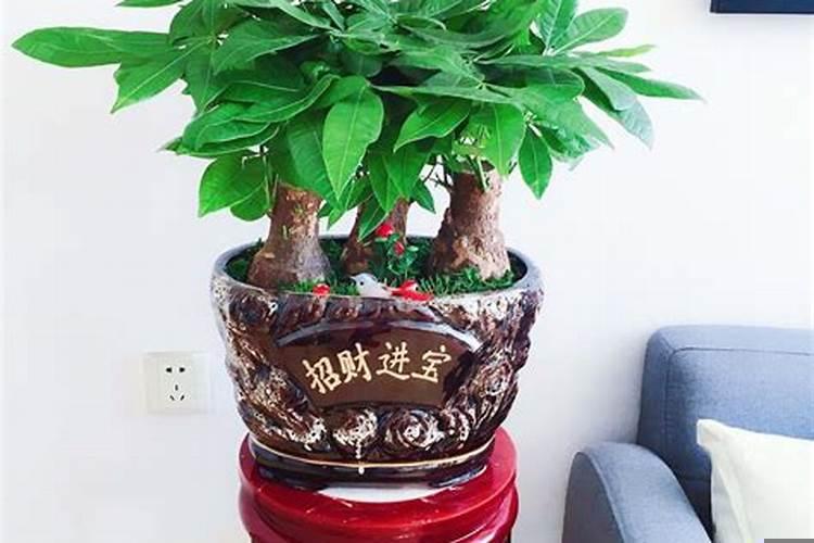 属猴家里养什么植物旺财运呢