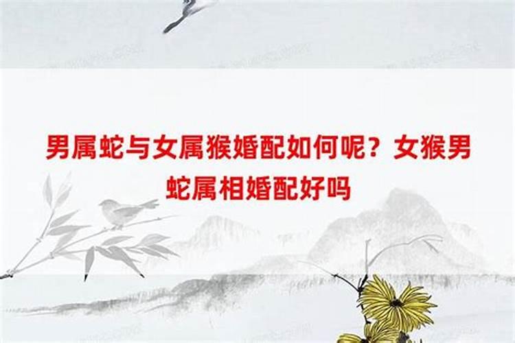 梦见三只狗什么意思周公解梦