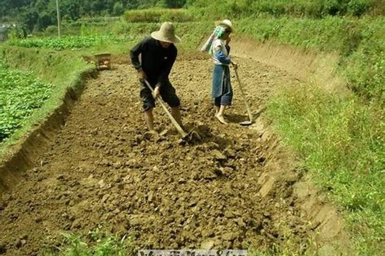 梦见去山上挖地皮什么意思