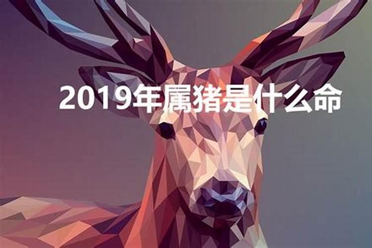 2019年属猪是什么命五行缺什么