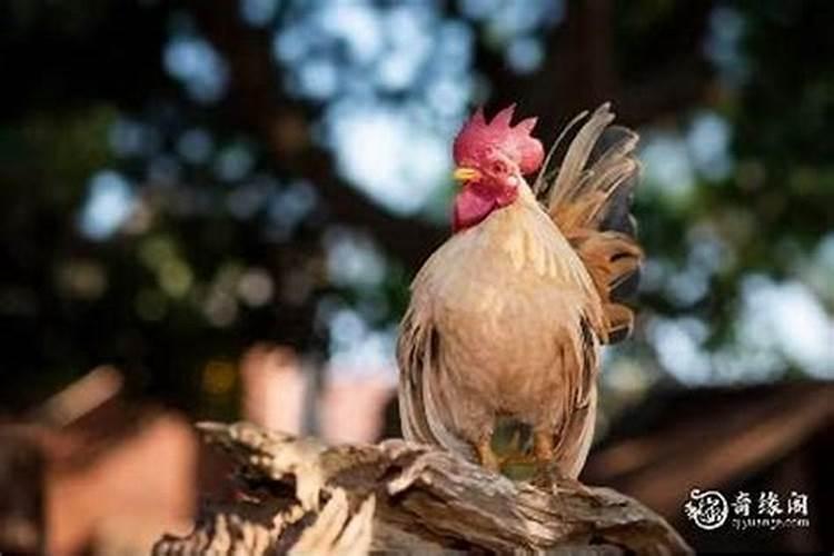 属鸡住几楼最吉利吉祥