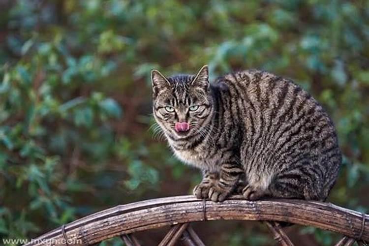 梦到被猫追咬什么意思呀