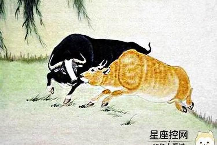 大富大贵猜一生肖