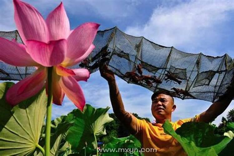 梦见自己在捞虾是什么意思