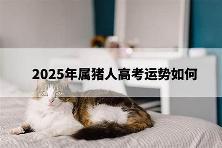 2007年属猪在2024年学业怎样女