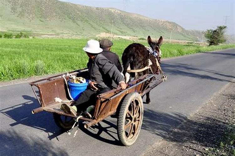 梦到赶毛驴车坐毛驴车