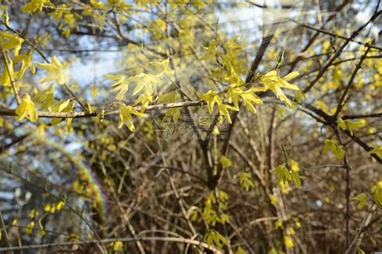 梦见开黄花是什么意思