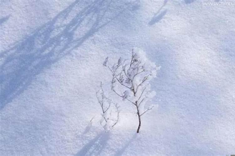 梦见地上好多的雪没看见下雪了