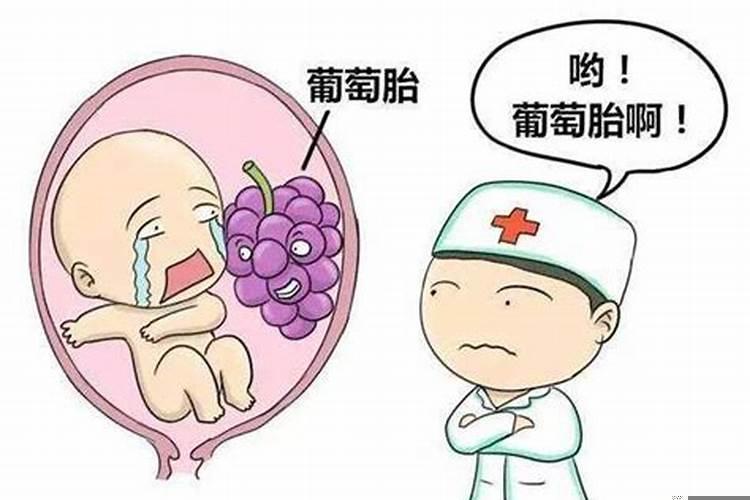 梦见葡萄的胎梦