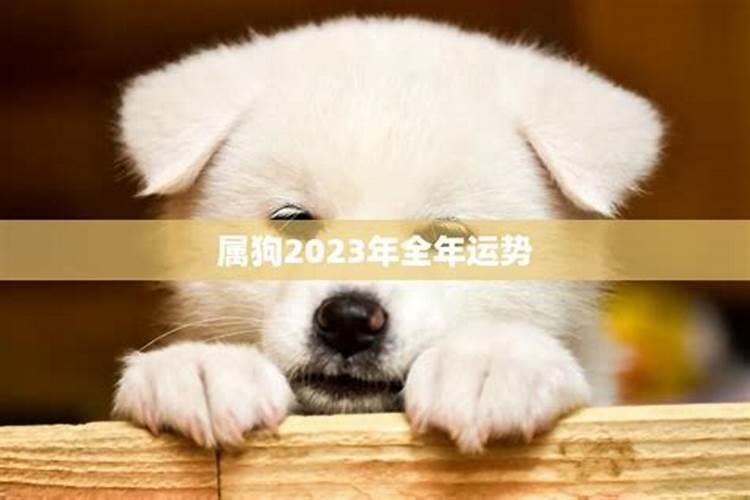 猪年犯太岁啥意思