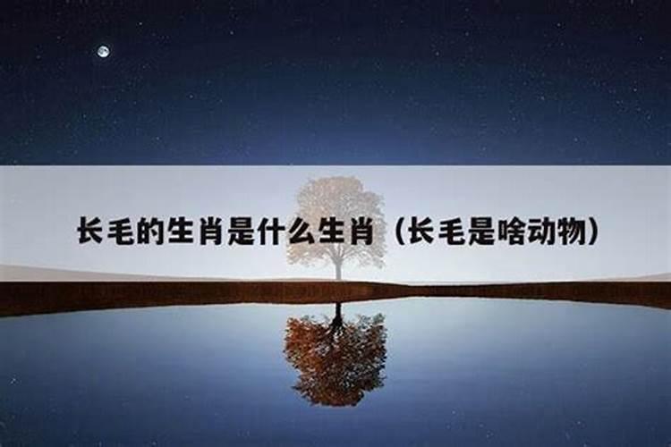 毛生肖是什么生肖