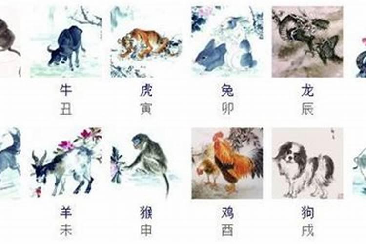 避孕套代表什么生肖动物