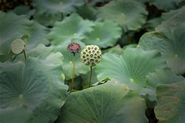 阳历5月21号生日是什么星座