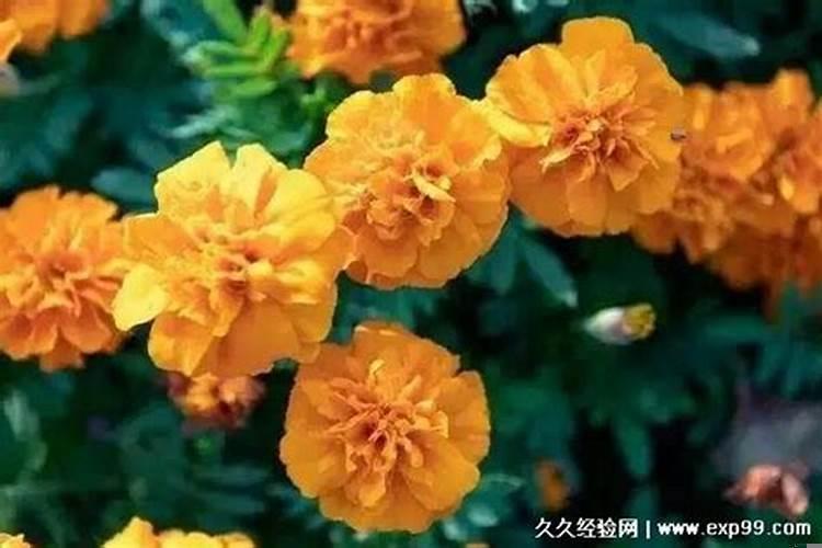 五花八门代表什么生肖