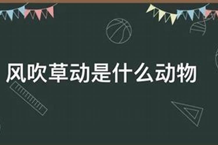 犯太岁2023年犯太岁