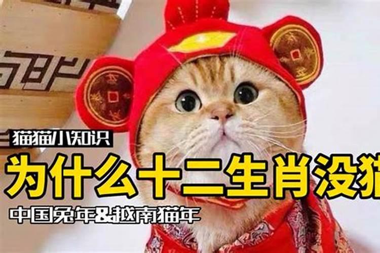 12生肖为什么没有猫呢