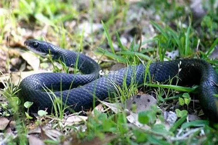 万点桃花百仞岗蓝田日暖玉生烟是什么生肖