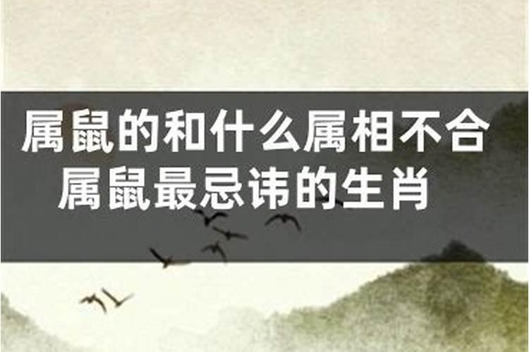 属鼠最忌讳什么属相