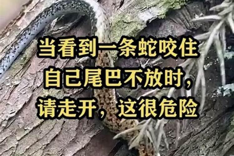 梦见被蛇咬住自己的右手甩不开