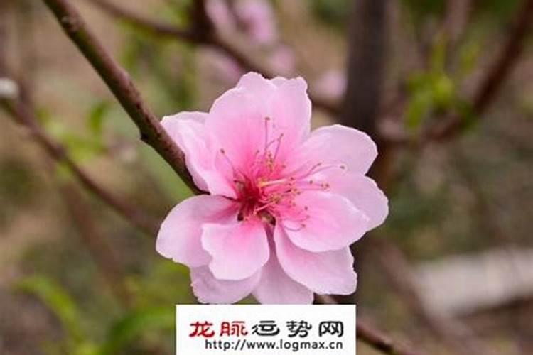 春花桃李又开花是什么生肖