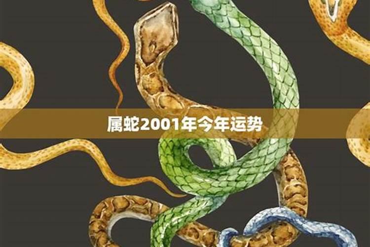 属蛇的在2023年的运势好不好呢