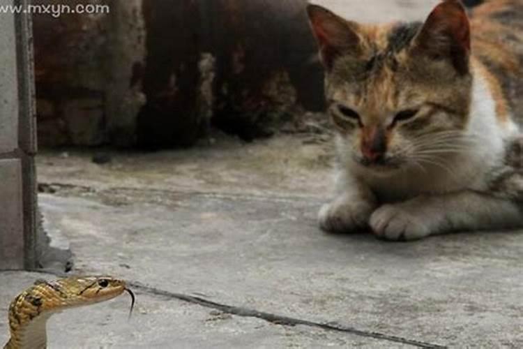 梦见好多猫是什么预兆女性解梦