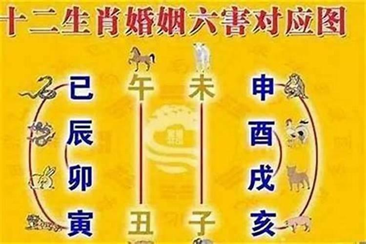 男属龙找对象属什么好