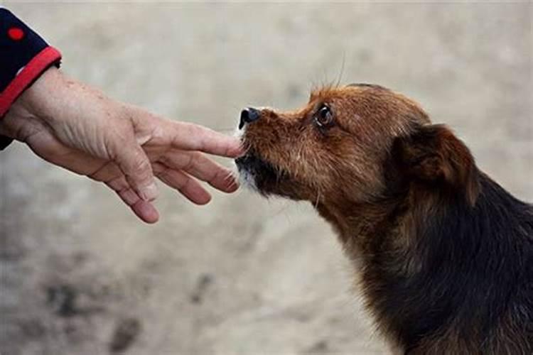 别人梦见狗咬我什么意思