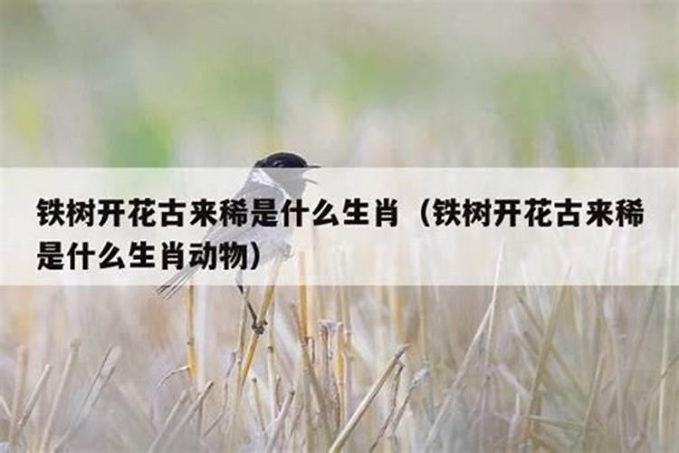 铁树开花是指什么生肖