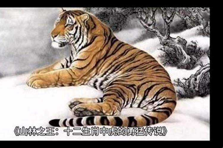 买非常凶猛的动物是什么生肖