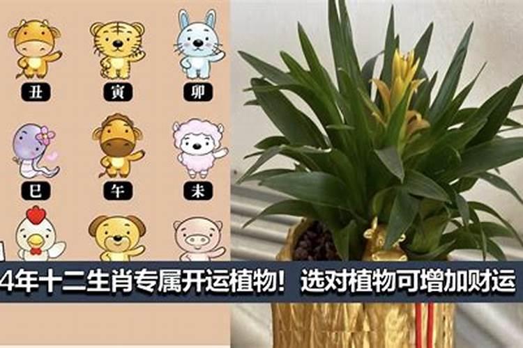 皮丘和生辰八字不合吗