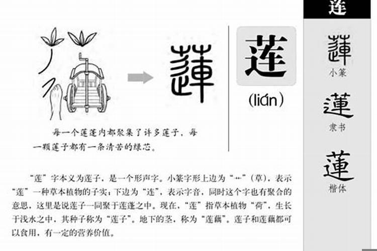 莲的五行属性是属什么