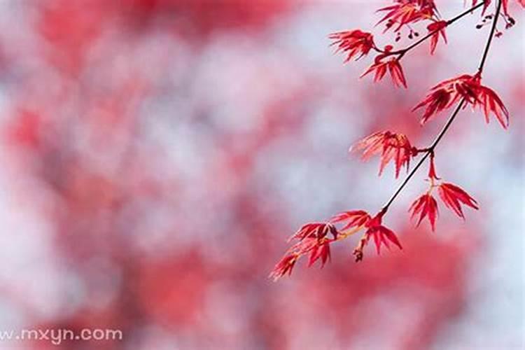 三月二十四日是什么星座男孩生日