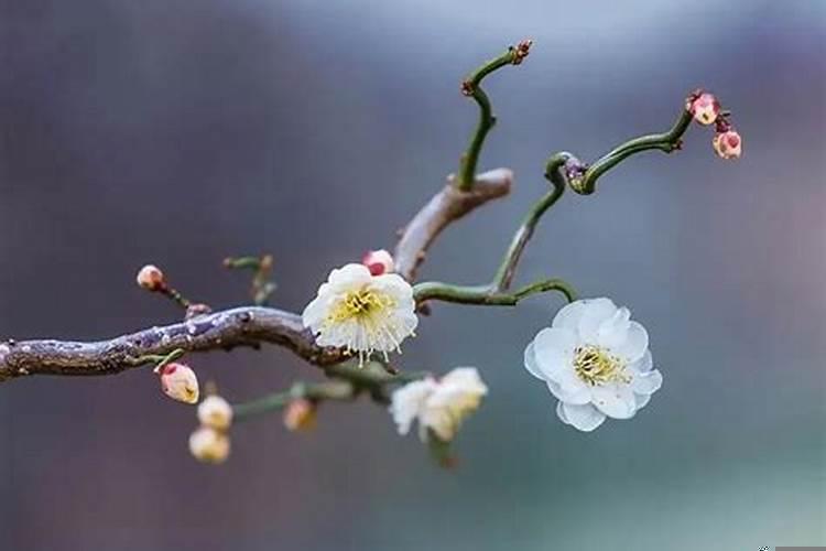 梅花象征着什么生肖