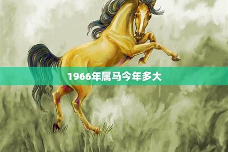 1966年属马的是什么马