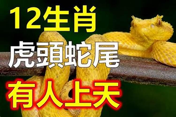 一虎出山龙上天什么生肖