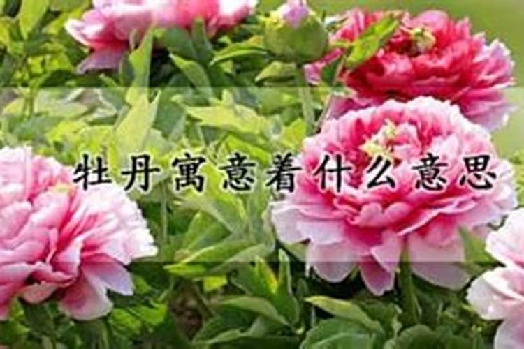 牡丹花象征着什么生肖