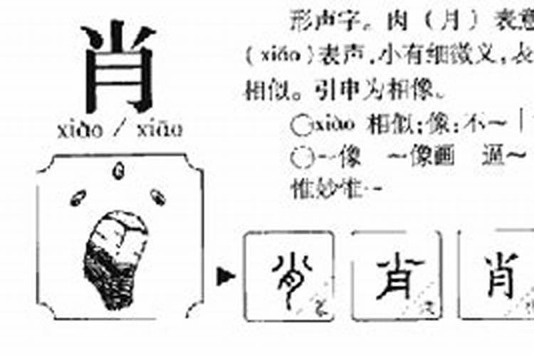 肖字五行属性是什么