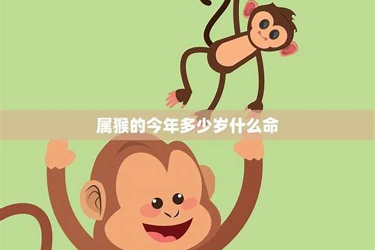 属猴今年多少岁生日