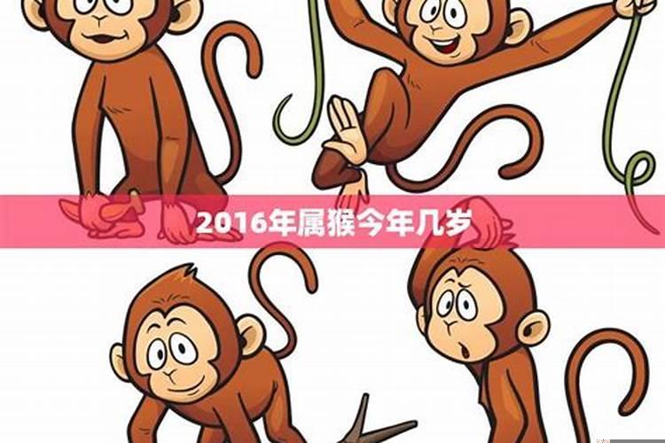 2016年属猴五行属什么金