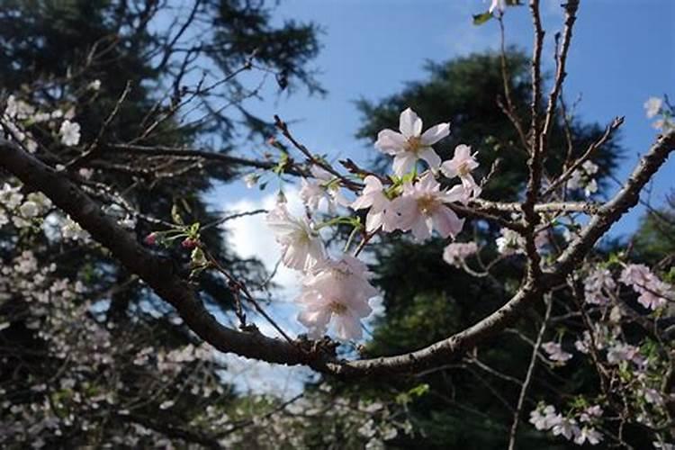 樱花树五行属什么