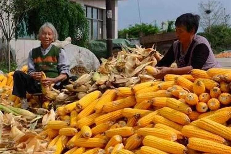 梦见成堆的粮食被雨淋