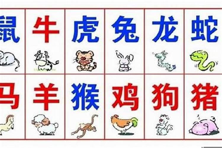 看生肖还是看八字