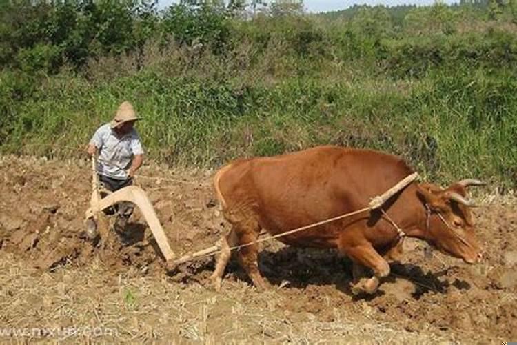 梦见自己在耕地是什么意思