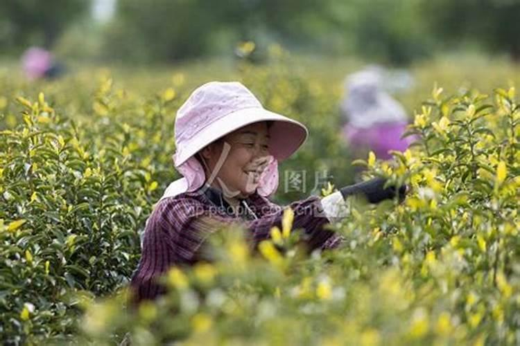 梦见和好多人抢摘茶籽