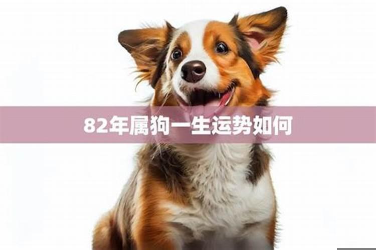 生肖狗82年一生运程